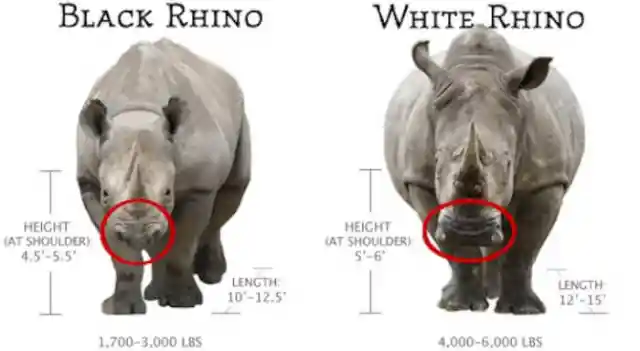 What Species Of Rhino Are Poached The Most?