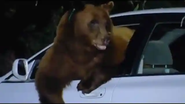 Family Of Bears Gets Into Their Car, What Happened Next Is Incredible