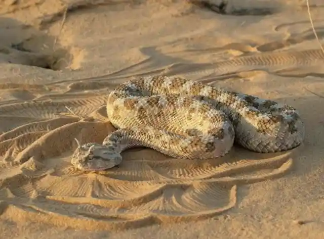 Horned Viper