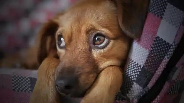 After Rescuing Them, Firemen Realized They Weren't Puppies