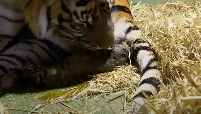 Tiger Gives Birth To Lifeless Cubs But When Her Instincts Kick In Caretakers Are Left Astounded