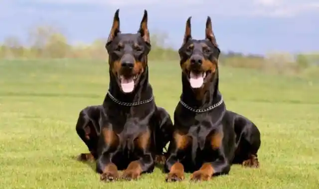 6. Doberman Pinscher