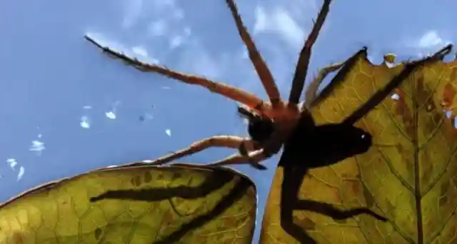 Amazon Giant Fishing Spider