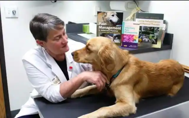 A Visit To The Vet