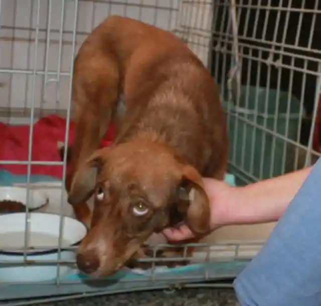 Despite overcrowding at their shelter, they simply couldn't turn him away. They took him in and gave him his own cage.