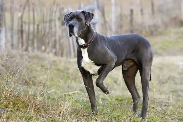 Your Dog Might Be One of The Most Dangerous Dog Breeds