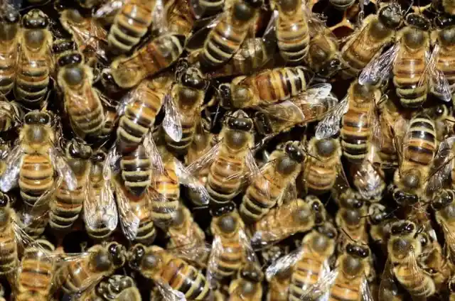 More than 35,000 bees