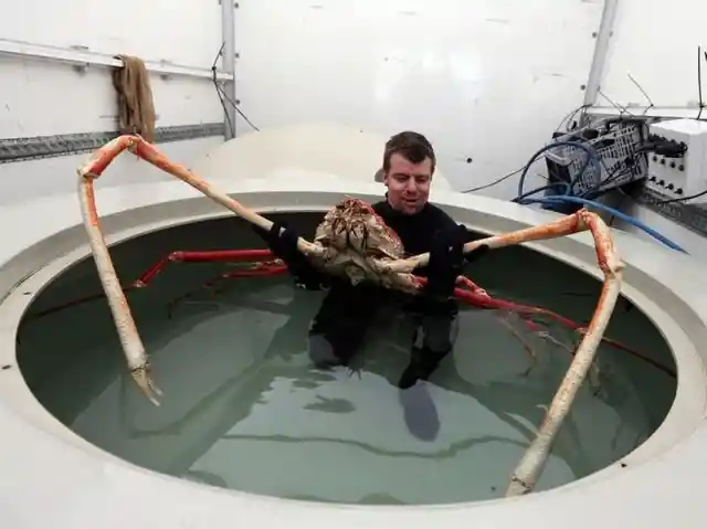 Japanese Spider Crab