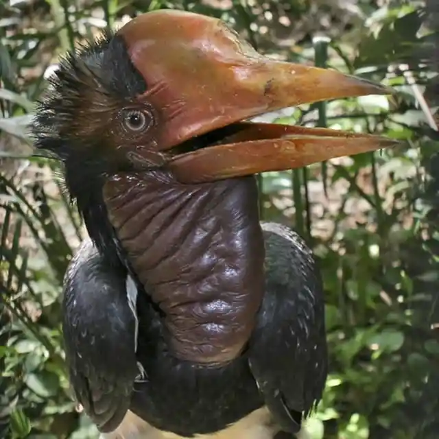 Helmeted Hornbill