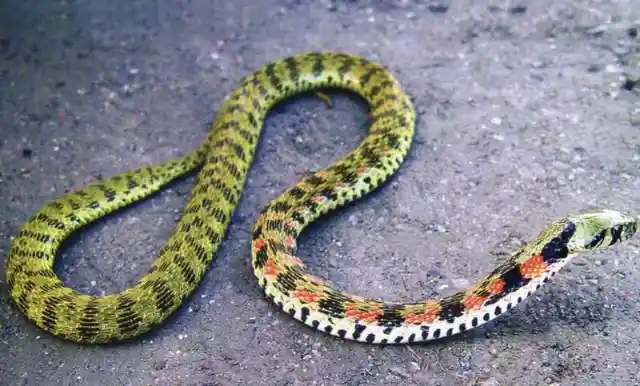 Tiger Keelback