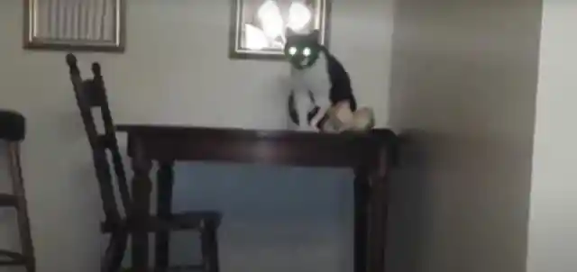 Cat Avoiding Something