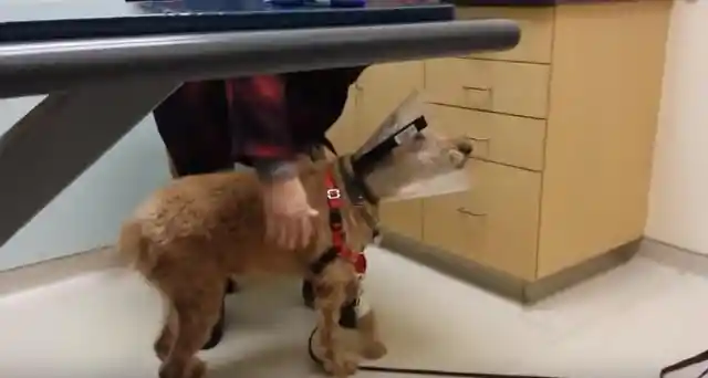 Rescue Dog Gets His Sight Back And His Reaction Is Priceless