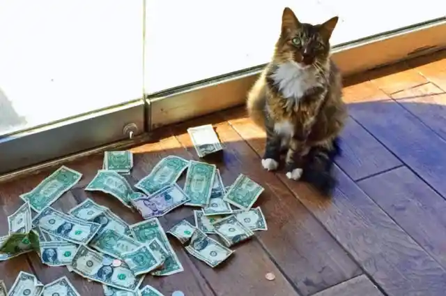 Cat Keeps Bringing Money, So Dad Sets Up Camera