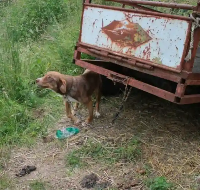 When they went out and found him, he was chained up without food or water, had deformed legs, and a bad cough.