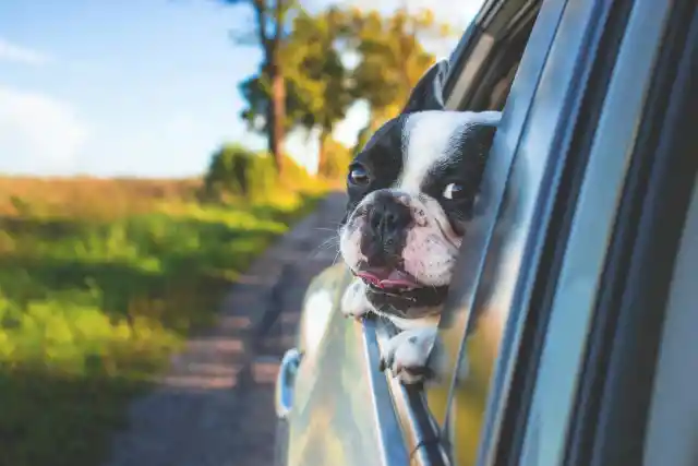 The Best Travel-Friendly Pets