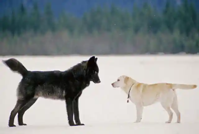 The Canines Meet