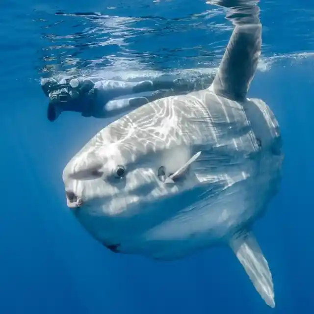 Ocean Sunfish