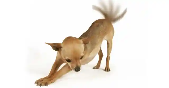 If your dog wags its tail in a full circle