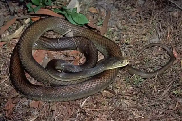 Coastal Taipan