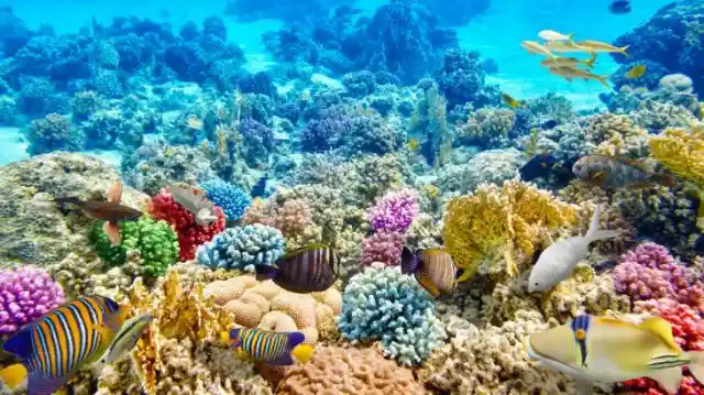 1. Coral Reefs