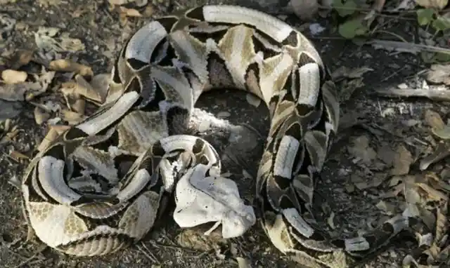 Gaboon Viper