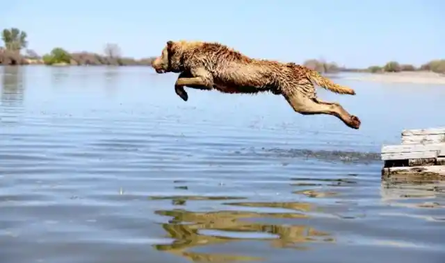 16. Chesapeake Bay Retriever