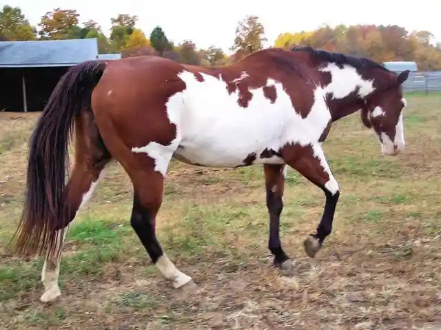 Horses With Unique And Beautiful Coats
