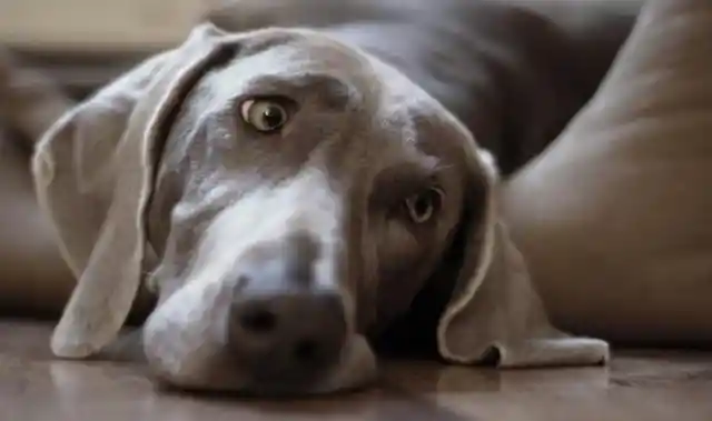 26. Weimaraner