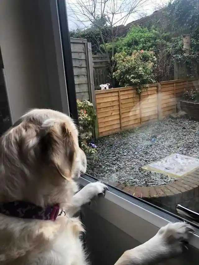 She Couldn't Believe What Lies Beyond Their Fences That Made Her Dog Acted So Strange