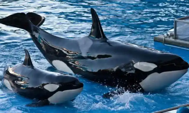 EXPOSED: The Secrets SeaWorld Doesn't Want You Knowing