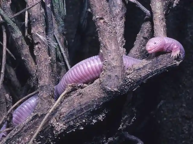 Mexican Mole Lizard