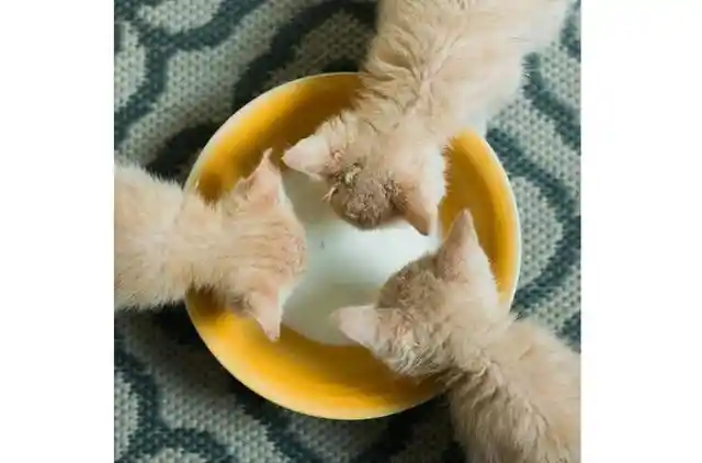 Kittens Can't Live Without Milk