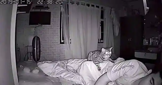 Cat Keeps Staring At Man All Night, He Checks The Night Camera And Realizes Why