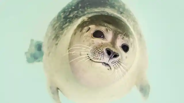 Seal Facts