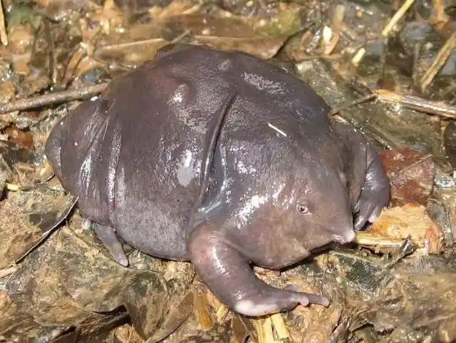 Purple Frog