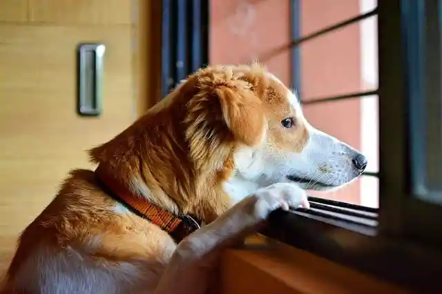 Sad Dog Stared Out The Window Every Day Until His Owner Wrote The Neighbor An Unbelievable Note