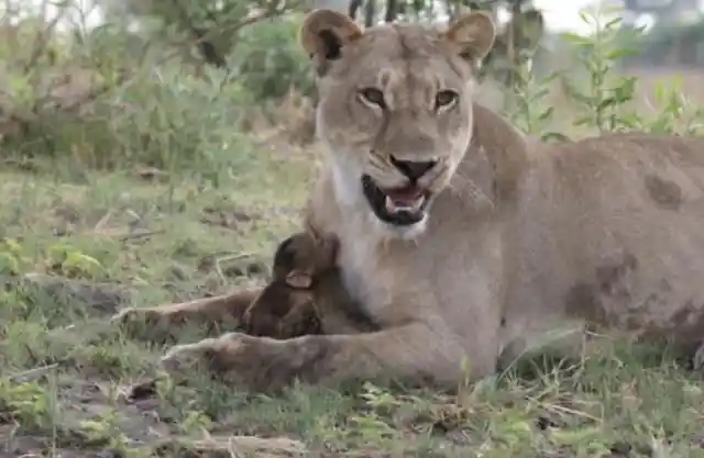 Lioness Captures A Baby Baboon But Does The Last Thing You'd Expect