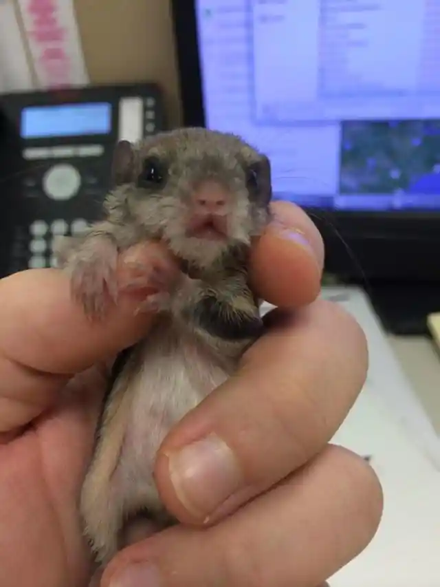 This Young Man Had No Idea What Kind Of Animal He Had Found Because It Was So Tiny, But He Felt He Had To Save It!