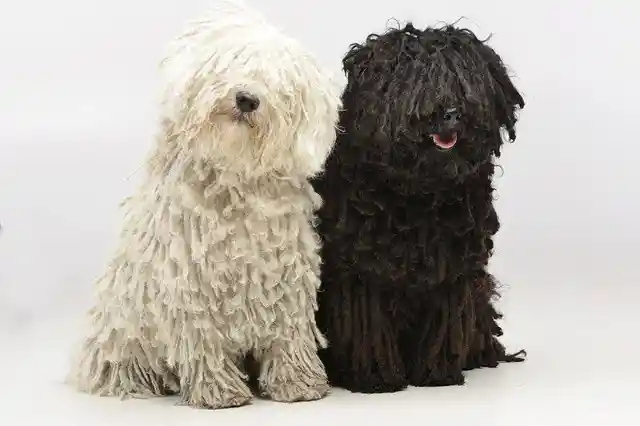 World’s Cutest and Extraordinary Dogs That You Can Actually Own