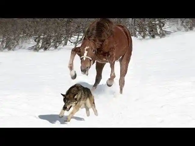 Pack of Wolves Surrounded a Horse, But The Animal Makes Wolves Deeply Regret