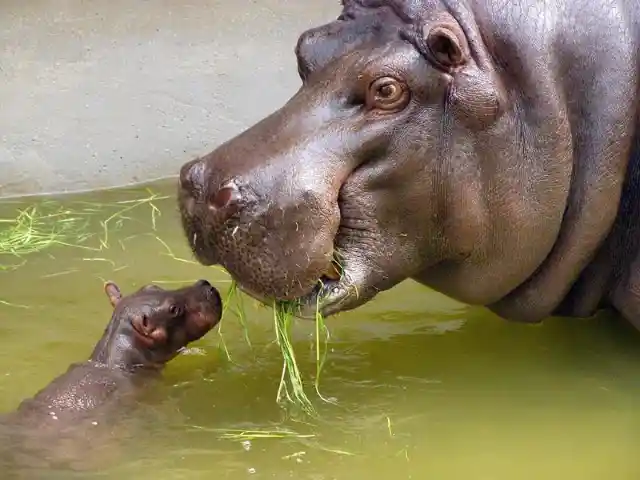 A Mama Hippo And Her Baby