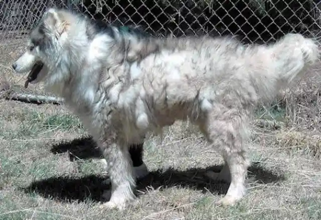 This Dog Was Chained Outside for 15 Years, Until One Day Everything Changed