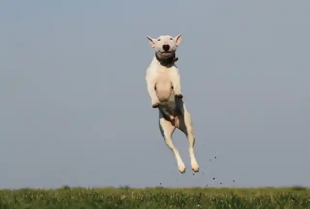 Jumping On You Is Actually A Sign Of Dominance