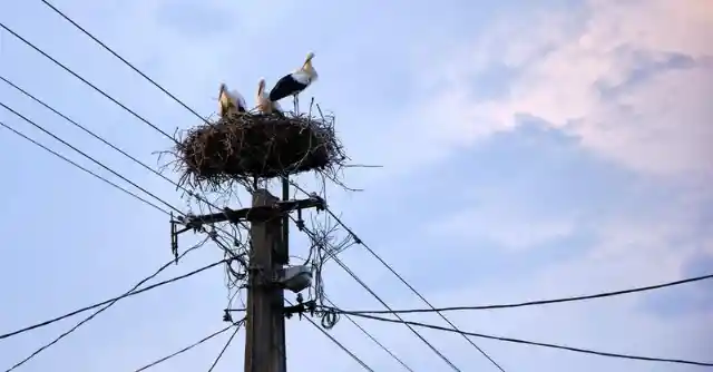 Giant Birds Nest