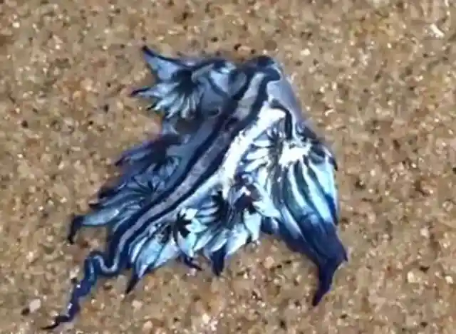 Sapphire sea slugs