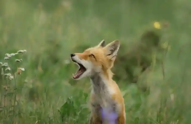 Baby foxes