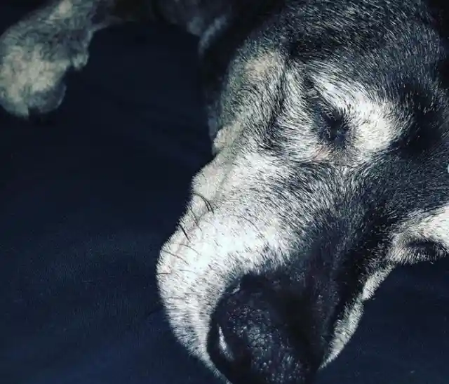 Man Returned His 18-Year-Old Dog To Shelter For The Most Bizzare Reason