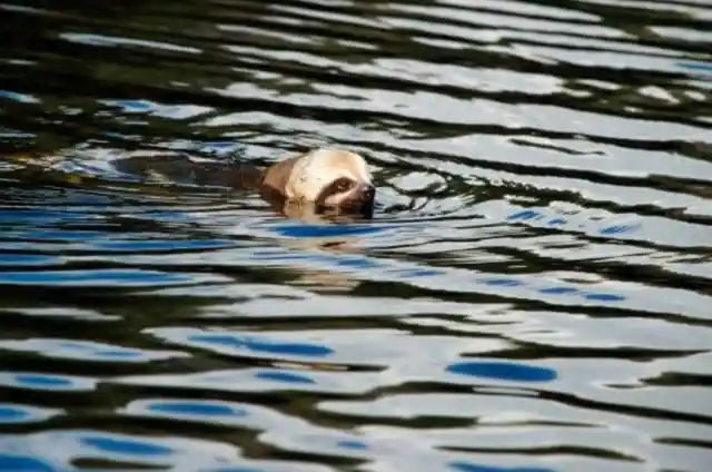 Swimming Sloths