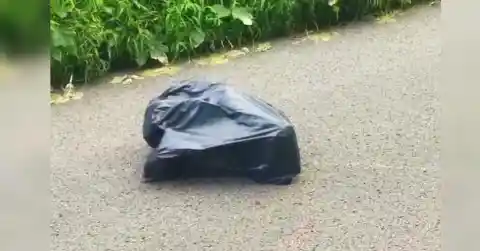 Woman Stops When She Sees Trash Bag Moving, Stunned By What Is Inside