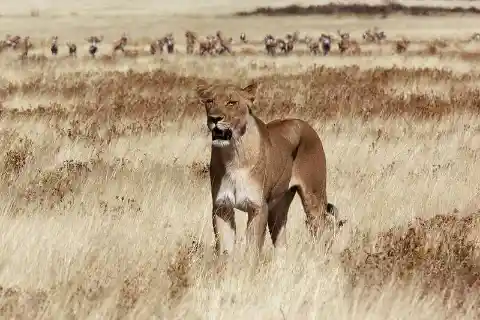 When This Lioness Found An Infant Deer Something Very Intriguing Happened